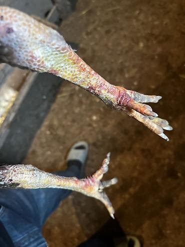 cuce ve xoruz temsil: May çolasıdı cinsi qanı qəşəydi qəşəy mamız atır göy ayaxdı probu var — 5