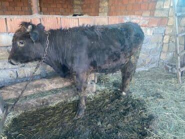 Toyuqlar: Dana, buzov, Erkək, ay: 8, 120 kq, Ətlik — 3