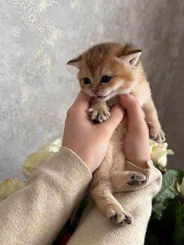 britan pişikləri: Britan — 7