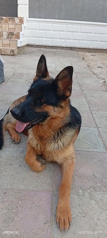alman kurdu iti: Alman çoban iti, 1 il, Dişi, Peyvəndli — 4