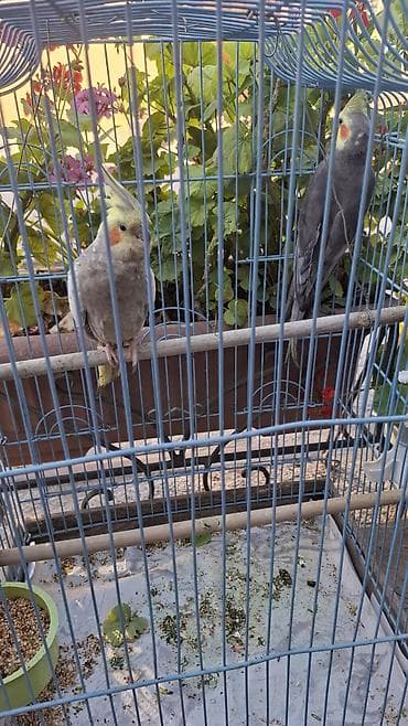 попугай корелла: Nimfa papuqayları (Cockatiel) – cütlük - Növ: Nimfa (Nymphicus — 4