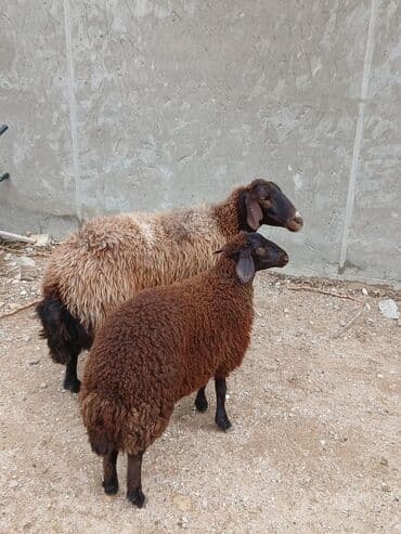 afçarka balası: Qoyunlar – 2 baş
balası da dişidi. Ünvan Bilgəh — 2