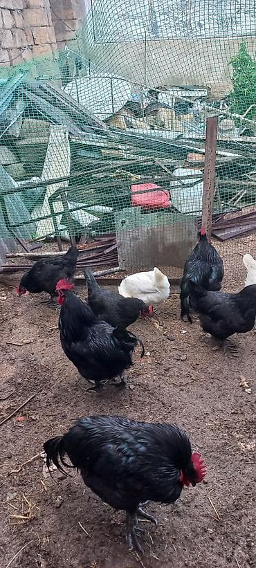 yarasa sekilleri: Toyuq, Australorp, Damazlıq, Ünvandan götürmə — 1