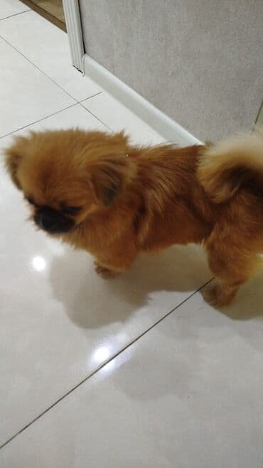 Gəmiricilər: 9 ay, Ödənişli çatdırılma — 3