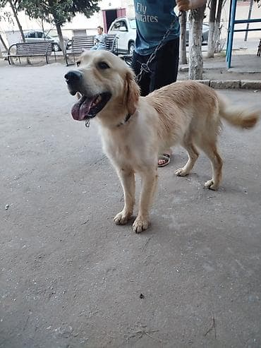 Retriever, 7 ay