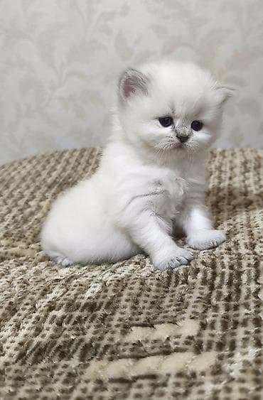 pişiy: Britan — 9