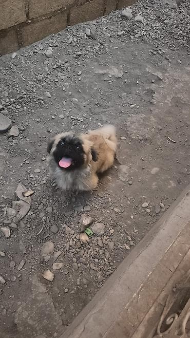 bakida it barinagi: Pekines, 9 ay, Erkək, Peyvəndli, Ödənişli çatdırılma — 1