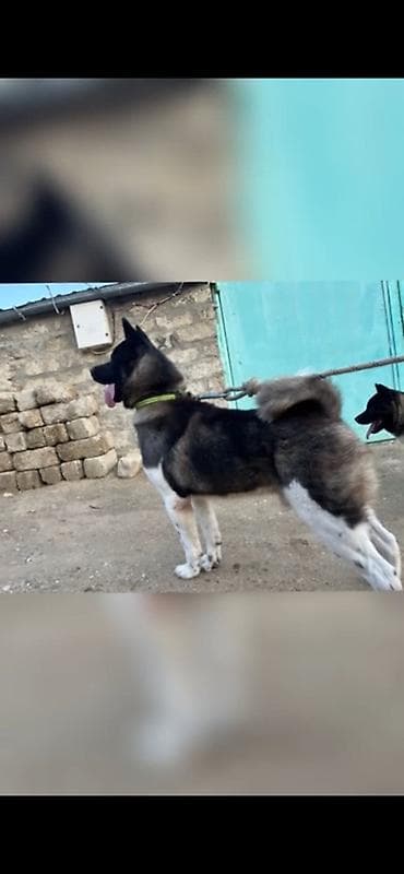 Akita-inu, 3 il, Erkek, Cütləşmə üçün, Ödənişli çatdırılma