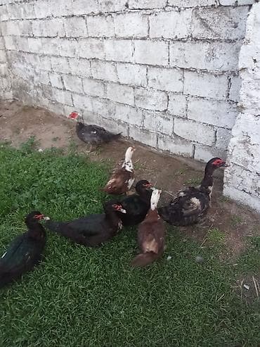xaski ucuz: Lal ordey cavan ikisi kirsnadar ucu zümrüt fereler iki erkey. Macar — 2