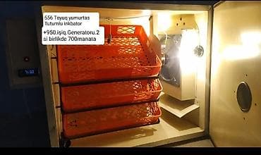 Сельско-хозяйственное оборудование: 1100 яиц — 4