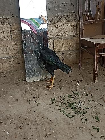 Keçilər, çəpişlər: Nəsə yazmaqa ehtiyac yoxdu göz qabaqndadı hələ banamır 6 ayın içindədi — 5