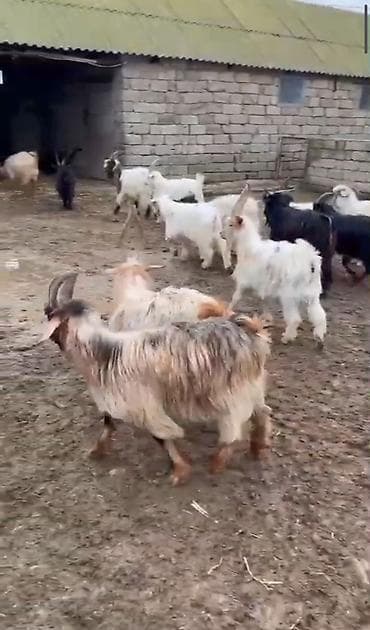 Quşlar: Satlıq keçilər – qarışıq sürü 90-110 manat arasi - Növ: yerli cins — 1