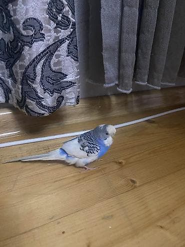 Quşlar: Satılır. təkdi. marağa almışam uşağa görə. satiram. ayrıca — 3