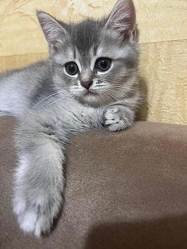 qurdbasar balaları: Britan, Dişi, Yaxşı əllərə, Ünvandan götürmə — 6