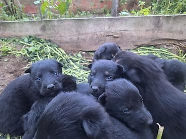 alman coban iti: Alman çoban iti, Peyvəndli — 4