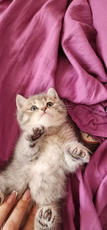 Britan, Erkək, Yaxşı əllərə, Pulsuz çatdırılma