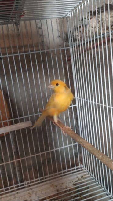 Чай, кофе, напитки: Sarı kanareyka Bül Bül Erkek 1 yasi var oxuyur Erkek artig oldugu — 1