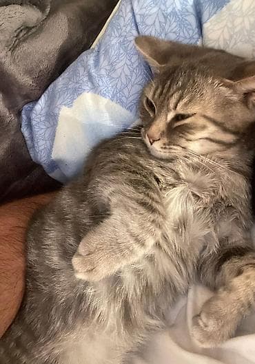 cutlesme pisik: Tabbi, Erkək, Yaxşı əllərə, Ödənişli çatdırılma, Ünvandan götürmə — 1