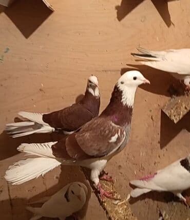 tuklu it: Temiz babayevisqi eni quyruq hundur ayaq uzun quwdardi erkey dest ag — 8