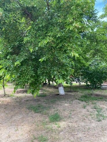 xoçəsən: 17 sot, Tikinti, Mülkiyyətçi, Bələdiyyə — 8