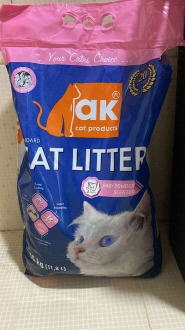 balaca pişiklər: Britan yastı qulaq, Erkək, Dişi — 4