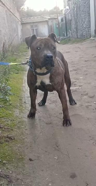 itlər balaca: Pitbul, 2 il, Dişi, Peyvəndli, Ödənişli çatdırılma — 2