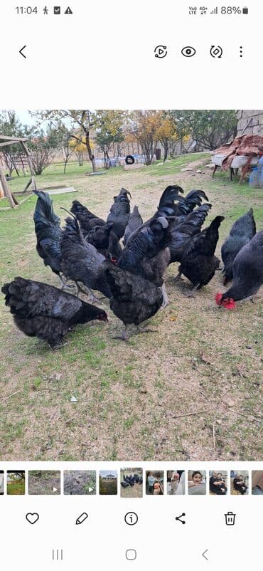 1 ayliq cuce satisi: Avstrolop Alman Cinsi. 8 ayliq xoruzlar satilir — 2