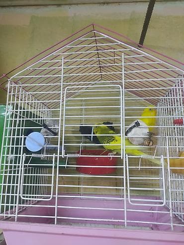 yarasa yuvası fiyatı: Salam cüt satıram qəfəs qarşlx 35 manat qiymət sondu ünvan qaracxuru — 3