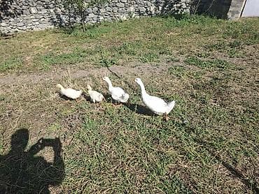 lavanda lal ordek: Ağ qazlar – ailə sürüsü - Növ: ağ qaz (yetkin və cücələr) - — 1