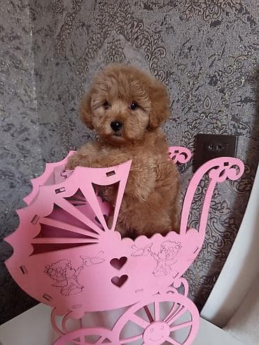 Pudel, 2 ay, Dişi — 1