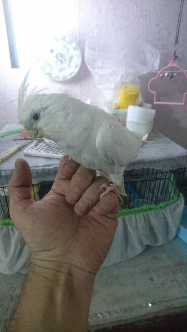 попугай ара цена: Попугаи — 28