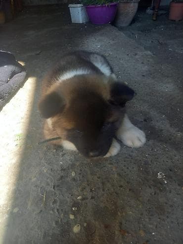 Akita-inu, 1 ay, Erkek, Peyvəndli, Ünvandan götürmə