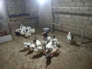 satdig quslar: Toyuq, Yumurtalıq — 3