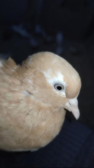 tovuz quwu: Usd usde 3 denedı 5 manatdan - Rəng: Açıq qəhvəyi/bej tonlarında — 2