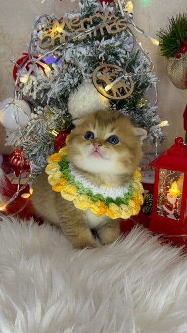 it cinsleri adları: Gold shinshilla skodish balalar — 3