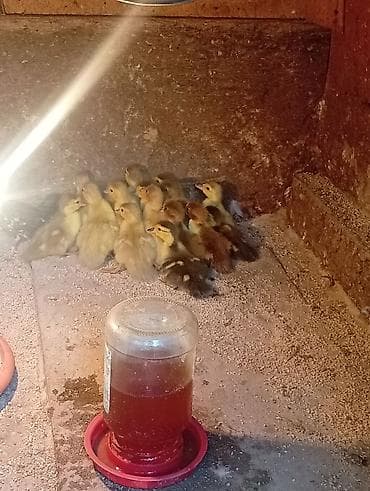 Lal ördək balası təmiz qan təcili yer olmadığı üçün verirəm. Hind