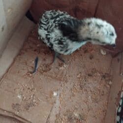 xacmaz heyvan bazari: Damazlıq, Pulsuz çatdırılma — 2