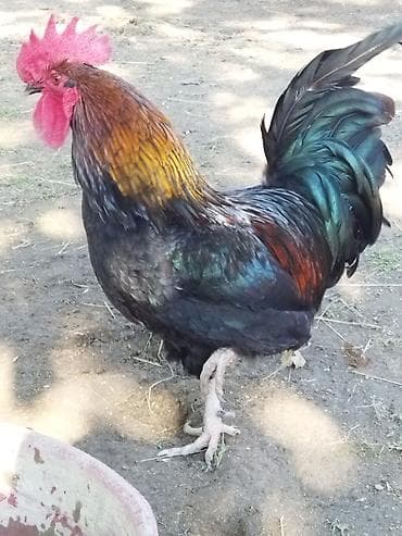 lal ördək sumqayıt: Tam sağlam aktiv xoruzdu ünvan Maştağa — 1