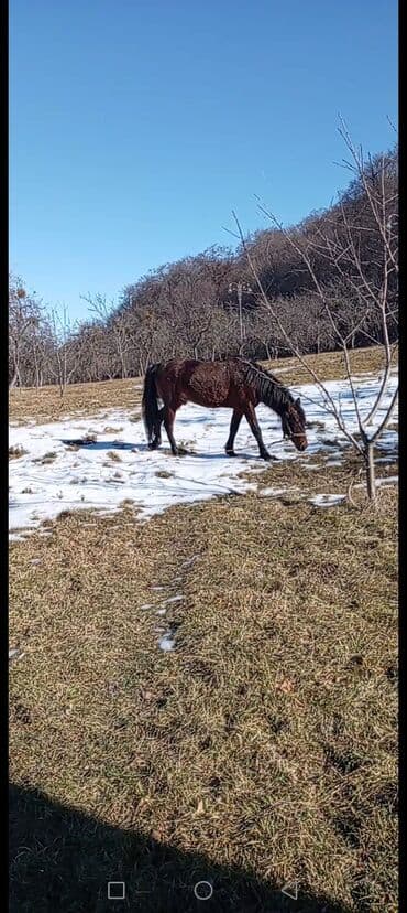 купить лошадь в баку: Самец, лет: 7, Самовывоз — 2