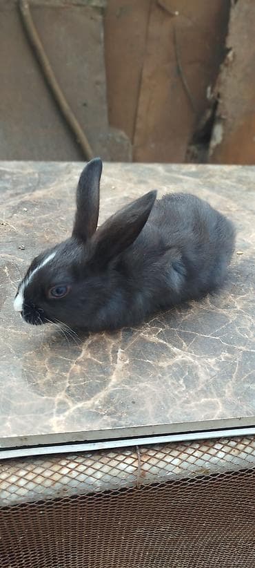 dekorativ dovşan: Satılır: dekorativ dovşan balaları - Növlər: müxtəlif rəngdə — 2