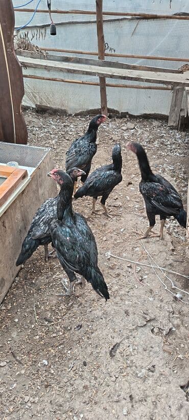 yumurtlayan toyuqlar: Toyuq, Damazlıq — 2