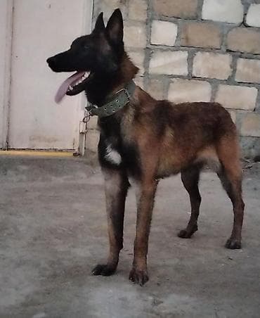 pişik qab: Belçika çoban iti — 2