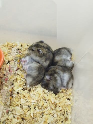 deniz donuzu: Pulsuz verilir xamyak 21 dene — 5