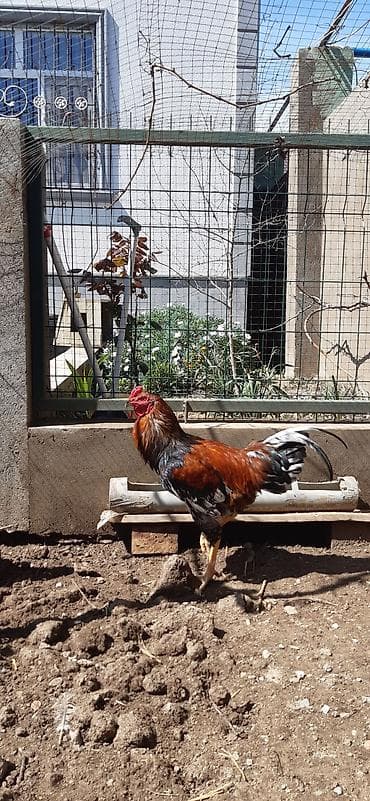 xoruzdar: Salam, ozum boyutduyum tam saglam heyvanlardi xoruzlarin biri — 7