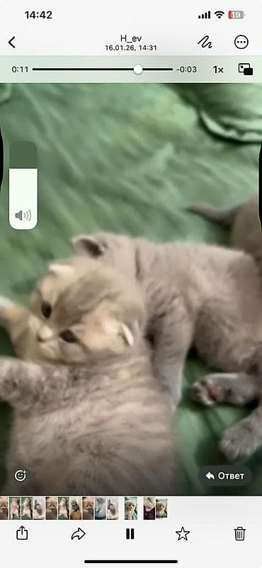 pişik geyimi: Britan — 2