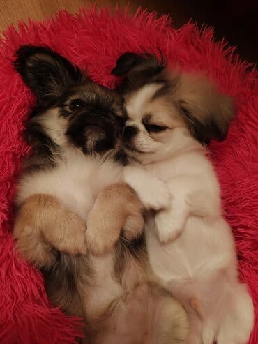 çoban iti satisi: Pekines, 11 ay, Dişi, Peyvəndli, Ünvandan götürmə — 3