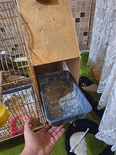 suda yaşayan heyvanlar: Nimfa (cockatiel) cütü və qəfəs dəsti - Növ: Nimfa (cockatiel) – sarı — 9