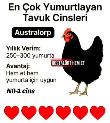 simmental inək satılır: Toyuq, Australorp, Ətlik — 1