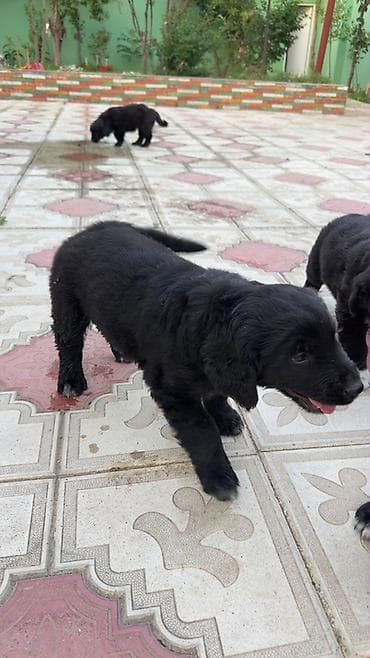 it xaski: Labrador-retriver, 2 ay, Dişi, Ödənişli çatdırılma — 4