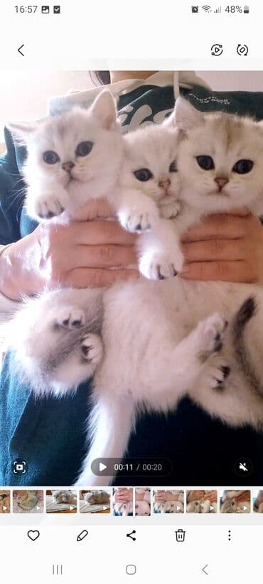 qoyun balası: Britan, Erkək, Dişi, Yaxşı əllərə, Ünvandan götürmə — 5